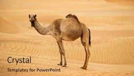  Presentation with united - Slide deck with eastern camels in a desert background and a yellow colored foreground