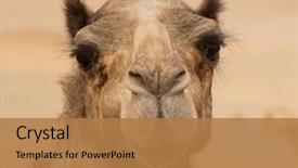  Presentation with eastern - PPT layouts having eastern camels in a desert background and a coral colored foreground