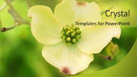  Presentation with dogwood tree - Audience pleasing slides consisting of eastern flowering dogwood tree -- cornus backdrop and a yellow colored foreground