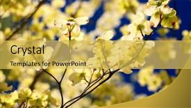  Presentation with dogwood tree - PPT layouts consisting of eastern flowering dogwood tree -- cornus background and a yellow colored foreground
