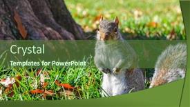  Presentation with eastern - Beautiful theme featuring eastern gray squirrel in autumn outdoor in washington dc backdrop and a tawny brown colored foreground