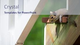  Presentation with eastern - Amazing theme having eastern-gray-squirrel-peaks-over backdrop and a sky blue colored foreground