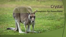  Presentation with kangaroo - Slide deck featuring eastern grey kangaroo eating grass background and a yellow colored foreground