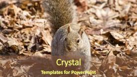  Presentation with winter forest - Amazing PPT layouts having eastern grey squirrel sciurus carolinensis on the forest floor in winter backdrop and a tawny brown colored foreground