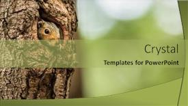  Presentation with eastern - Audience pleasing presentation consisting of eastern-grey-squirrel-sciurus-carolinensis backdrop and a mint green colored foreground