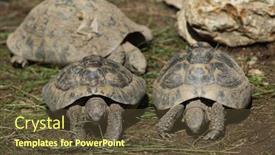  Presentation with tortoise - Cool new slides with eastern hermann's tortoise testudo hermanni boettgeri wild life animal backdrop and a tawny brown colored foreground