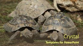  Presentation with tortoise - Slide set with eastern hermann's tortoise testudo hermanni boettgeri wild life animal background and a tawny brown colored foreground