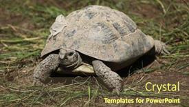  Presentation with tortoise - Colorful slide set enhanced with eastern hermann's tortoise testudo hermanni boettgeri wild life animal backdrop and a tawny brown colored foreground