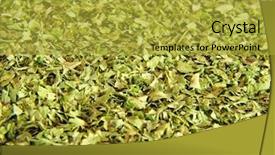  Presentation with green tea and milk - Beautiful PPT layouts featuring eastern medicine - green tea background backdrop and a yellow colored foreground