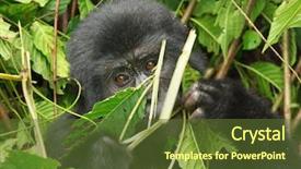  Presentation with uganda - Cool new presentation with eastern mountain gorilla baby in rainforest of uganda backdrop and a tawny brown colored foreground