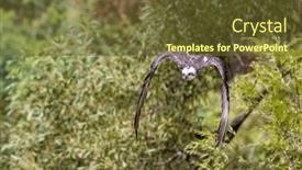  Presentation with fish river - Slide deck featuring eastern-or-australian-osprey-pandion and a tawny brown colored foreground