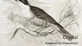  Presentation with eastern - Amazing theme having eastern-orphean-warbler-old-illustration backdrop and a light gray colored foreground