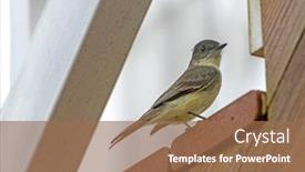  Presentation with passerine - Cool new theme with eastern-phoebe-passerine-bird-sitting backdrop and a coral colored foreground