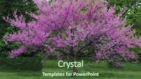  Presentation with bloom - Colorful PPT theme enhanced with eastern redbud tree in full bloom with sprinkling of wildflowers in the surrounding grass backdrop and a tawny brown colored foreground