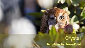  Presentation with owls - Colorful theme enhanced with eastern-screech-owls-are-found backdrop and a tawny brown colored foreground