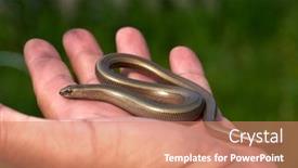  Presentation with worm - Amazing theme having eastern-slow-worm-in-man backdrop and a coral colored foreground
