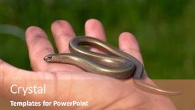  Presentation with worm - PPT theme enhanced with eastern-slow-worm-in-man background and a coral colored foreground
