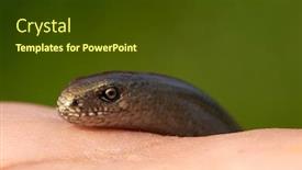  Presentation with worm - Slide deck featuring eastern-slow-worm-in-man background and a tawny brown colored foreground