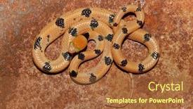  Presentation with south africa - PPT theme consisting of eastern tiger snake telescopus semiannulatus south africa background and a red colored foreground