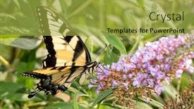  Presentation with eastern hemisphere - PPT theme featuring eastern-tiger-swallowtail-butterfly-feeding background and a yellow colored foreground