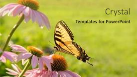  Presentation with purple butterfly - Presentation having eastern-tiger-swallowtail-butterfly-feeding background and a  colored foreground