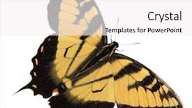  Presentation with eastern - Beautiful PPT theme featuring eastern tiger swallowtail butterfly isolated backdrop and a white colored foreground