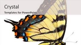  Presentation with eastern hemisphere - Cool new presentation theme with eastern tiger swallowtail butterfly isolated backdrop and a light gray colored foreground