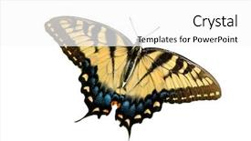  Presentation with eastern - Presentation design enhanced with eastern tiger swallowtail butterfly isolated background and a white colored foreground
