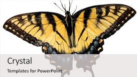  Presentation with tiger - Cool new slides with eastern tiger swallowtail butterfly opening backdrop and a light gray colored foreground