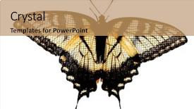  Presentation with eastern - Cool new presentation theme with eastern tiger swallowtail butterfly resting backdrop and a  colored foreground