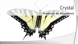  Presentation with tiger - Theme featuring eastern tiger swallowtail butterfly background and a white colored foreground