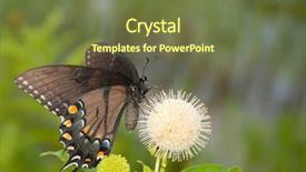  Presentation with eastern - PPT layouts featuring eastern tiger swallowtail butterfly background and a tawny brown colored foreground