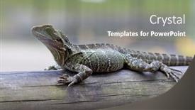  Presentation with queensland - Amazing PPT layouts having eastern-water-dragon-close-up backdrop and a gray colored foreground