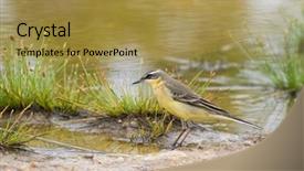  Presentation with passerine - Slides consisting of eastern yellow wagtail small passerine background and a gold colored foreground