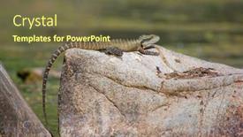  Presentation with dragon - Presentation featuring easternwater-dragon-lizard-sits background and a tawny brown colored foreground