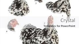  Presentation with gif - Presentation design featuring easy-to-make-a-funny background and a white colored foreground