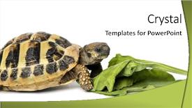  Presentation with tortoise - Audience pleasing PPT theme consisting of hermann's tortoise eating salad backdrop and a  colored foreground