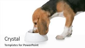  Presentation with beagle dog - Slide deck featuring eat dog - beagle puppy over white background background and a white colored foreground