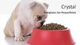  Presentation with full score - Slide set having eat dog - bulldog sitting beside a full background and a light gray colored foreground