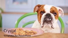  Presentation with women multicultural sad - Presentation design consisting of eat dog - sad looking british bulldog tempted background and a  colored foreground