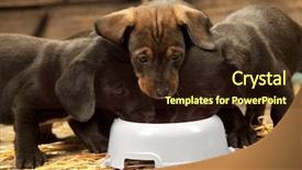  Presentation with dachshund - Amazing PPT theme having eat dog - three puppies of dachshund near backdrop and a wine colored foreground