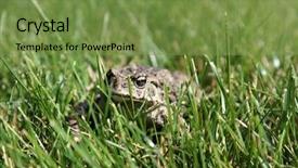  Presentation with beautiful golf courses - Theme consisting of eat frog - beautiful golden eyed western toad background and a tawny brown colored foreground