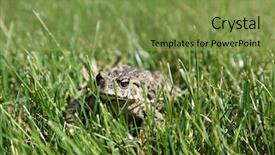  Presentation with beautiful golf courses - Audience pleasing slides consisting of eat frog - beautiful golden eyed western toad backdrop and a seafoam green colored foreground
