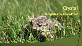  Presentation with beautiful golf courses - PPT layouts consisting of eat frog - beautiful golden eyed western toad background and a tawny brown colored foreground