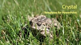  Presentation with north america - Slides having eat frog - beautiful golden eyed western toad background and a tawny brown colored foreground