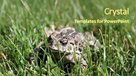  Presentation with north america - PPT layouts with eat frog - beautiful golden eyed western toad background and a tawny brown colored foreground
