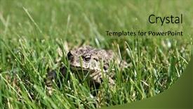  Presentation with north america - PPT theme enhanced with eat frog - beautiful golden eyed western toad background and a seafoam green colored foreground