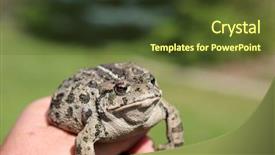  Presentation with north america - Presentation design having eat frog - beautiful golden eyed western toad background and a tawny brown colored foreground