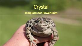  Presentation with beautiful golf courses - Audience pleasing presentation theme consisting of eat frog - beautiful golden eyed western toad backdrop and a tawny brown colored foreground