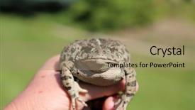  Presentation with beautiful golf courses - Cool new slide deck with eat frog - beautiful golden eyed western toad backdrop and a coral colored foreground